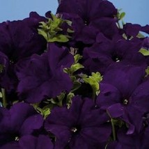 30 Petunia Aladdin Blue Flower Seeds Long Lasting AnnualFrom US  - £6.59 GBP