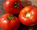 50 + seeds Lisa King Tomato Tomatoe Vegetable Garden Edible Food From US  - $8.94