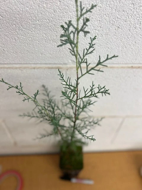 CAROLINA SAPPHIRE Cypress tree 4" pot image 2