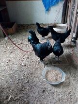 6+ Ayam Cemani Hatching Eggs Show Qaulity - $59.40