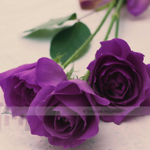 Goodidea 1 Professional Pack, 50 seeds / pack, Yunnan Purple Rose Plant Seed #NF - $6.02