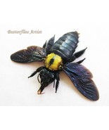 Yellow Spot Xylocopa Confusa Real Bumble Bee Entomology Collectible Shad... - $68.37 CAD