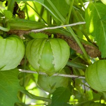 Toma Verde Tomatillo 60 Naturally Grown Open Pollinated Fresh Garden Seeds - £11.18 GBP