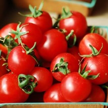 New Fresh Seeds Large Red Cherry Tomato Seed Indeterminate Salad Tomatoes Seeds - £9.17 GBP