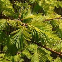 10 Metasequoia Gold Rush Golden Dawn Redwood Seeds For Planting   - £14.57 GBP