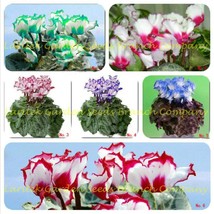 180 Seeds 6 Types Cyclamen Flowers 30 Seeds / Type Very Sowbread Flowers Free Sh - $31.72