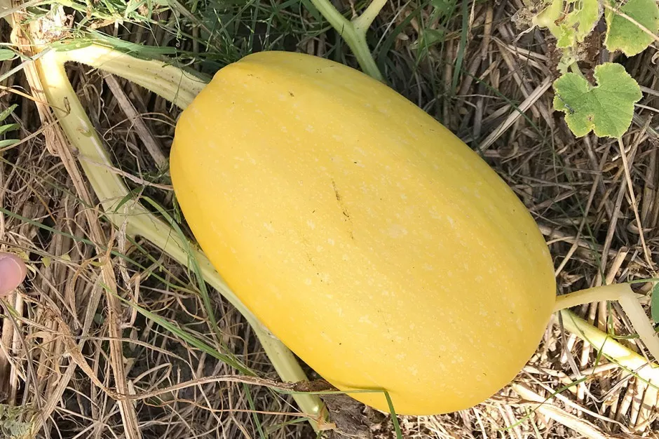 CLK 12 Vegetable Spaghetti Winter Squash Non GMO Variety Sizes USA Herb Seeds - $8.45