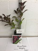 WINE & ROSES® Reblooming Weigela PP#10772 image 2