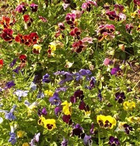 Pansy Swiss Giants Mix Pollinators Containers Borders Edible Non-Gmo 200 Seeds - £7.73 GBP