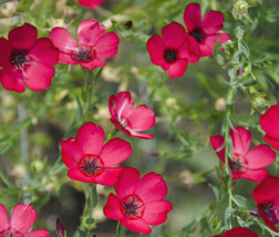 Flax Scarlet Red Annual Linum Grandiflorum Rubrum  500 Seeds From US - $10.99