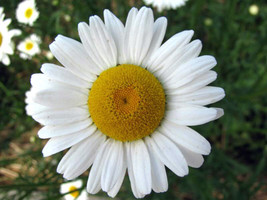 2000 Ox Eye Daisy Marguerite Chrysanthemum Leucanthemum Flower Seeds * - £8.21 GBP