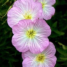 Organic Showy Evening Primrose Wildflower Seeds New Fresh Seeds - $12.28