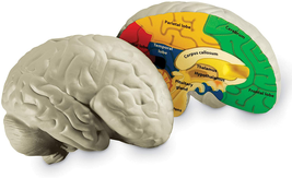 Learning Resources Cross-Section Brain Model, 2 Piece, Color Coded , Age... - £25.23 GBP