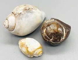 Snail Shell Specimen - £19.60 GBP