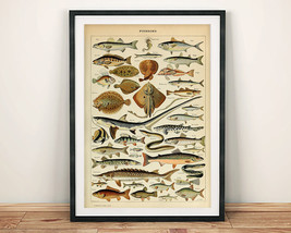 Fish Print: Vintage Guide, Poissons Pour Tous, Millot Illustrated Posters-
sh... - £5.69 GBP+