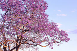 40 Purple Jacaranda Mimosifolia Seeds Fastest Growing Flowering Tree - £6.39 GBP