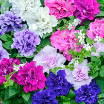 Fresh Mixed Double Petalled Hanging Petunia Seeds 200 Seeds Pack A Must For Hang - £7.70 GBP