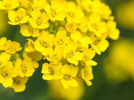 Alyssum Basket Of Gold Aurinia Saxatilis B276 Bulk Seeds - $187.56 MXN