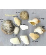 LOT#1, #2 and #3 #4 #5 Mixed Lot of Natural Sea Shells - €10,42 EUR