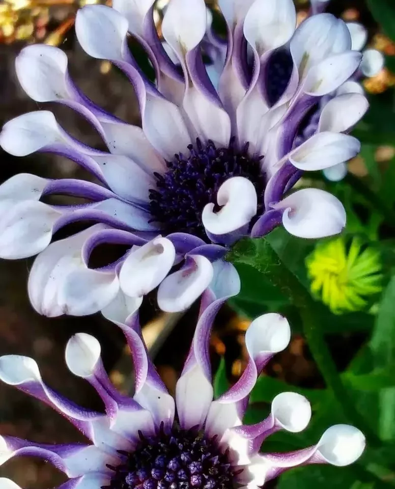 SYST 20 Seeds Osteospermum Mix Daisy Cool Flowers Seed Catalog Home Garden - $10.85