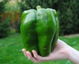 30 Seeds Emerald Giant Bell Pepper Seeds Sweet Non Gmo Heirloom Organic ... - £7.20 GBP
