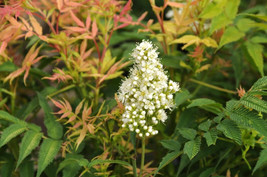 40 False Spiraea Seeds Sorbaria Assurgens US Fast Shipping - $12.40