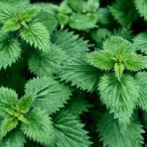 Stinging Nettle Organic 200 Seeds Urtica Dioica Herb Culinary Herb Seeds Fresh S - £10.88 GBP