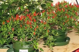 100 Thai Sun Hot Pepper Capsicum annuum Ornamental Chili Seeds - $89.17 MXN