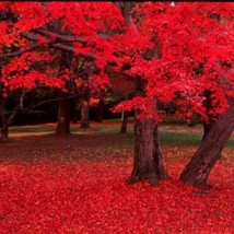 25 Scarlet Carolina Red Maple Tree Acer Rubrum Seeds New Fresh Seeds - $14.90