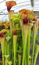 Sarracenia oreophila very fat pitchers green - £2.16 GBP