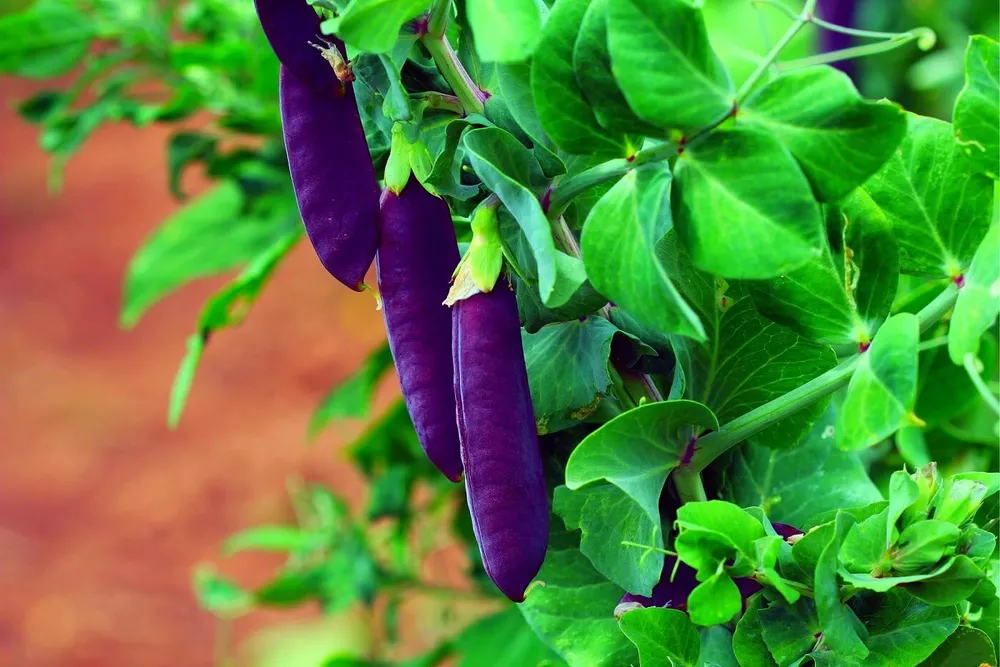 Purple Pod Pea Seeds 10 Seeds Heirloom and NonGMO Easy to Gro - £8.89 GBP