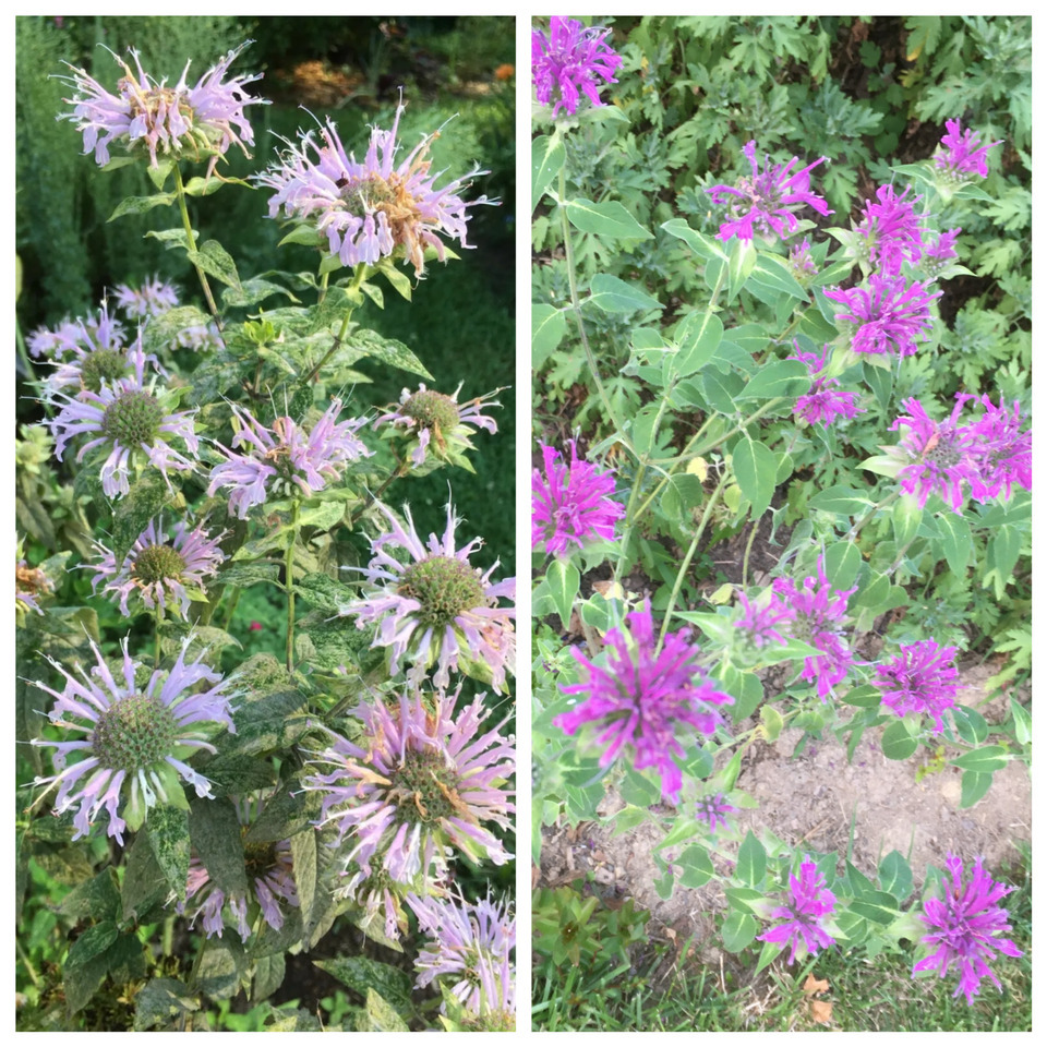 HSeeds 100 Organic Bee Balm Seeds/ Wild Bergamot / Monarda - Different S... - $2.37