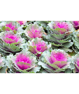 MBK 30 Fireworks Tomato Seeds Fast Ship - $236.91 MXN