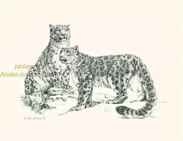 #189 SNOW LEOPARDS * wild life art print *  pen and ink drawing by Jan J... - $11.95