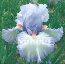 20 Seeds For Silver Gray Iris Rare Flower Exotic - £13.43 GBP