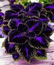  Black Purple Coleus Easy To Grow All Year 10 Seeds From Us - £7.82 GBP