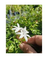 Angel Wing Jasmine, Jasminum nitidum Live Plant 6&quot; - $14.50