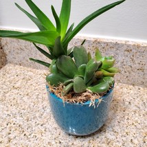 Succulent Arrangement in Blue Face Planter, Indoor House Plant Pot, 4" Ceramic image 6