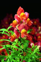 30 Seeds Antirrhinum Montego Orange Bi-Color Dwaf Snapdragon Fragrant Flower  - £13.06 GBP