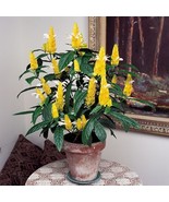 SYR 15 Seeds Lollipop Flower House Flowers Fast Growing - $13.43