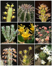 EUPHORBIA VARIETY  MIX  exotic succulent  rare cactus plant seed cacti 100 SEEDS - £23.90 GBP