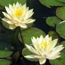 Water Lily Light Yellow Flowers Inner Light Tuber - Super Price!!!!!! - £12.65 GBP