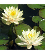 WATER LILY LIGHT YELLOW FLOWERS INNER LIGHT TUBER -   SUPER PRICE!!!!!! - $21.71 CAD