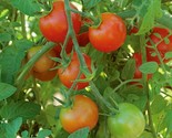 Large Red Cherry Tomato 25 Seeds Salad Heirloom Non-Gmo - $8.99