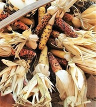 50 Seeds Indian Mini Mix Corn Zea Mays Heirloom Seeds Instant Bloom Beauty - £6.38 GBP