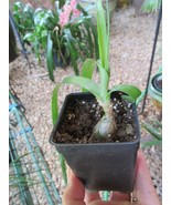 &quot;&quot;PREGNANT ONION PLANT&quot;&quot; - STARTER PLANT - £7.43 GBP