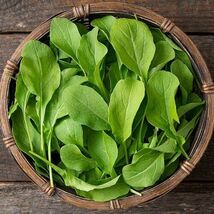 Fresh 300 Astro Arugula Seeds  - $5.79