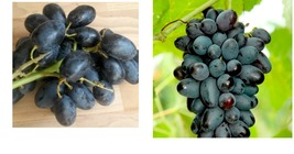 Joy seedless table grape cuttings 5pcs Garden &amp; Outdoor Living - £57.47 GBP