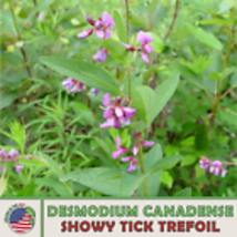 Showy Tick Trefoil Seeds, Desmodium canadense, Native Wildflower 200  Seeds - £9.38 GBP