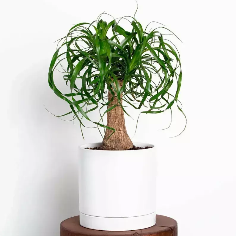 Ponytail Palm Live Plant: Easy Care Indoor Succulent Houseplant + FREE 1... - $101.92